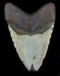 Bargain Megalodon Tooth - North Carolina #36914-1